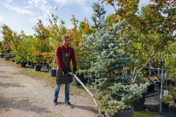 Best Storm Damage Tree Cleanup  in Levittown, PA